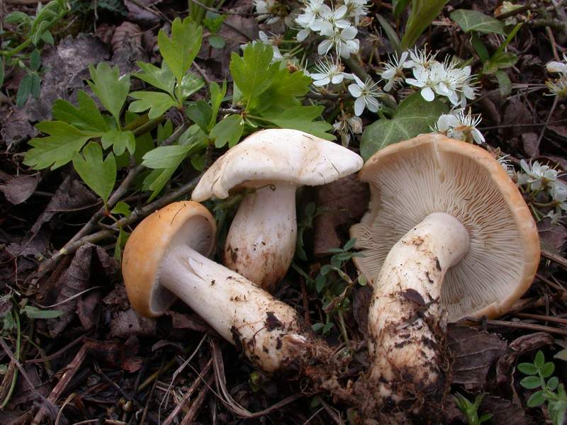 Mycoflora Toscana - Funghi  del tardo inverno e primaverili